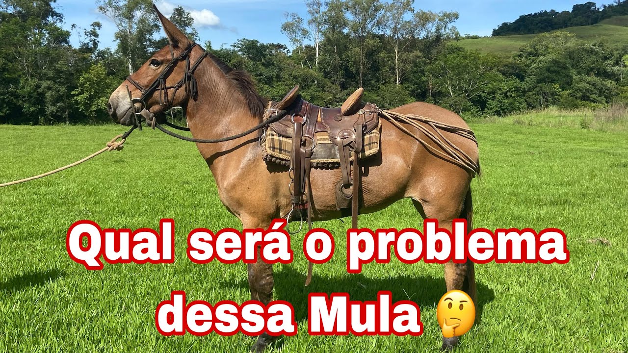“Descubra qual foi o Problema que impediu que essa Linda Mula fosse Domada”
