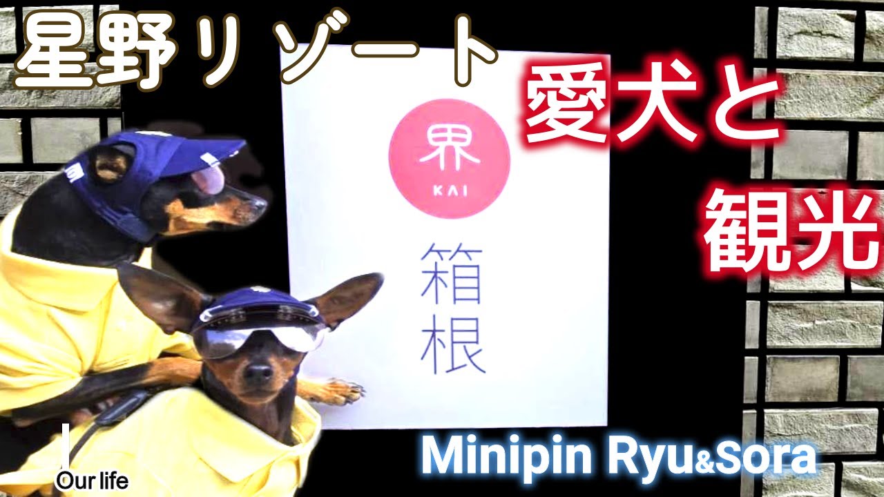 ［界箱根］江戸時代にタイムスリップ！アクティビティ楽しい！！愛犬見学！おすすめ観光御案内