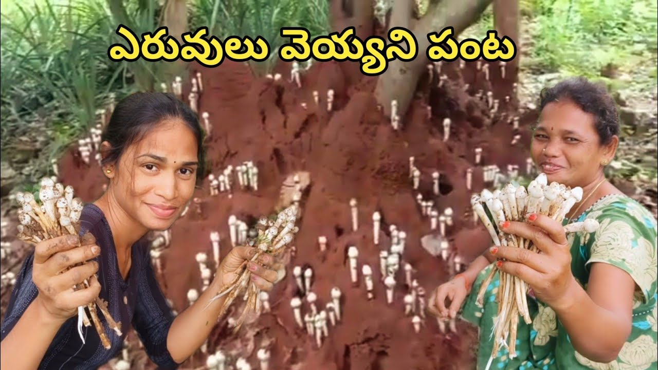 ఎవరు ఎరువులు వేసి పండించని సహజ సిద్ధమైన నాటు పుట్ట గొడుగులు.. ఎన్ని దొరికాయో చూడండి.