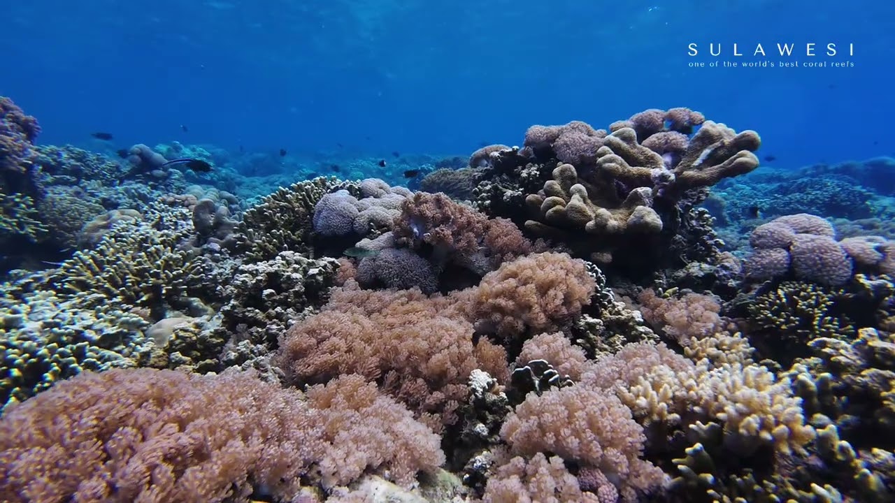 Siladen island snorkeling - Coral Reef, Bunaken National Park