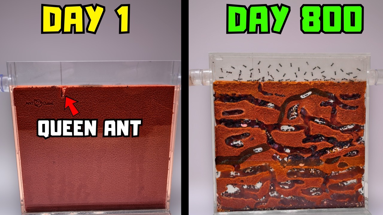 I Raised a Mail-Order Ant Colony from 1 to 1,000 Ants