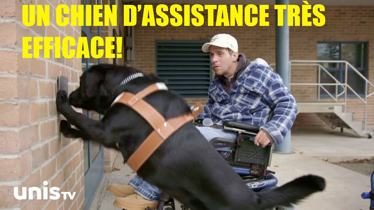 Les chiens d'assistance pour les gens en fauteuils roulants: de véritables chiens à tout faire !