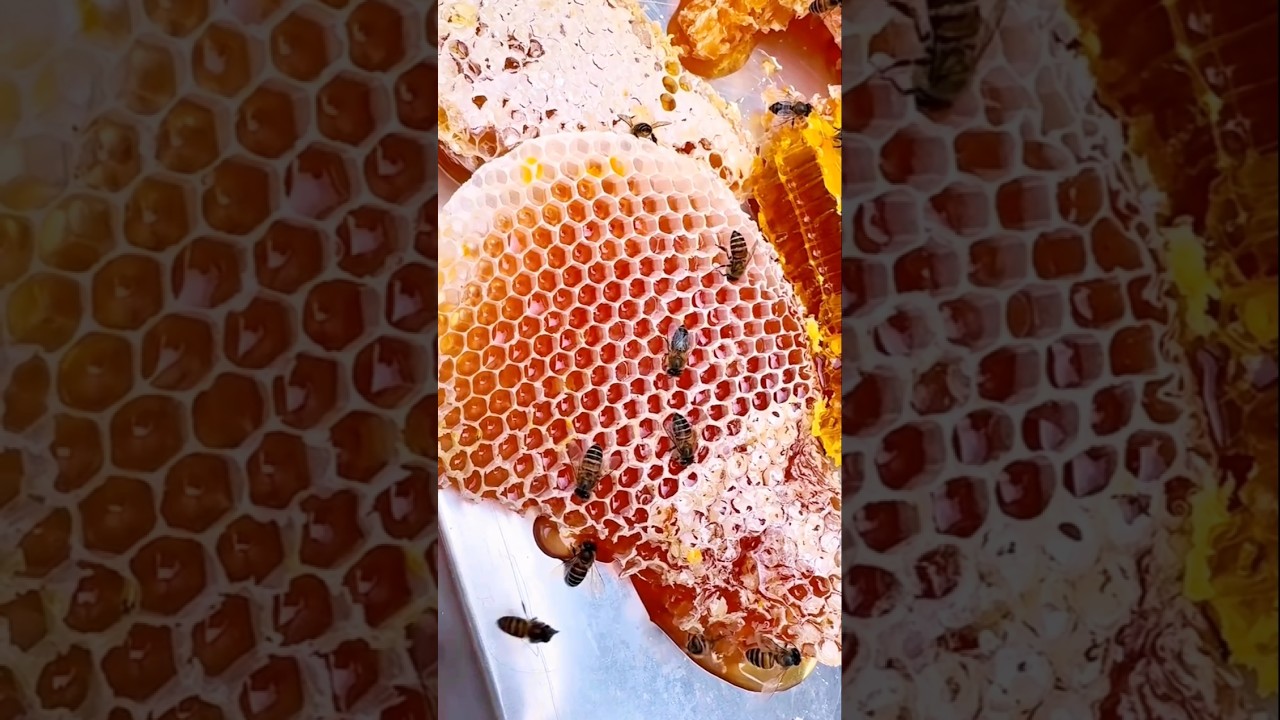How This RED BEEHIVE Made the Sweetest Honey Ever 🍯 Part 2 #viralshorts #shorts #honeyharvest