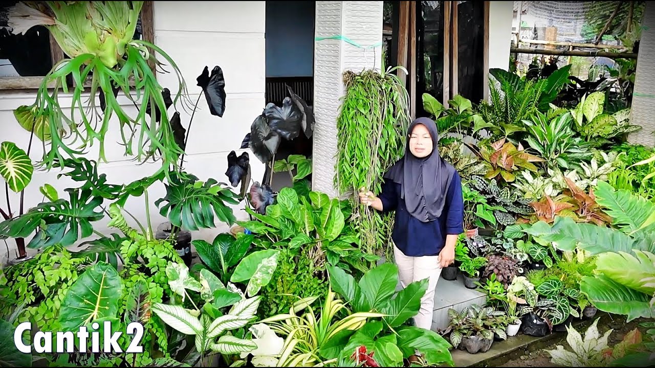 Banyak Stok Istimewa Cantik Mantap Josh