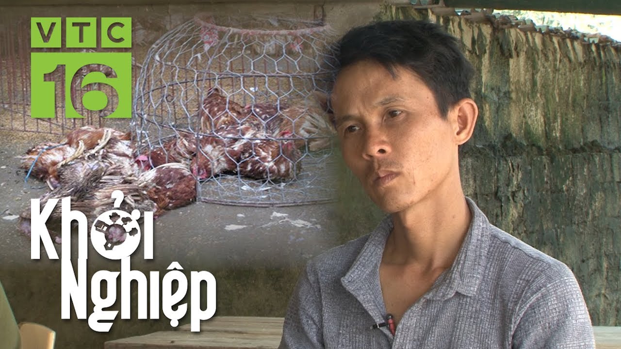 Hủy 1000 con gà bị bệnh nặng, hộ khởi nghiệp lỗ 82 triệu | Khởi nghiệp 477 | VTC16