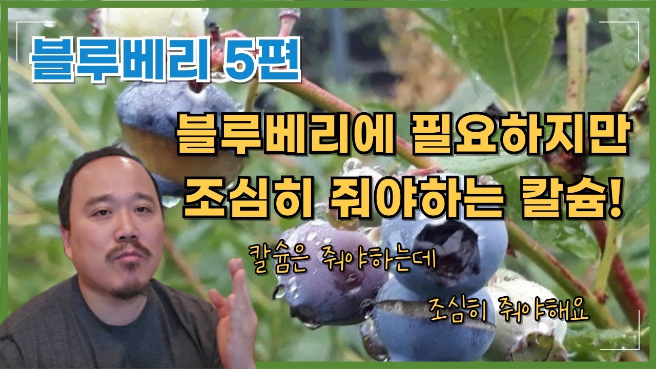 2025년) 블루베리에 칼슘비료 주셔야하는데 조심히 줘야합니다! pH를 꼭 생각하고 주세요! | 블루베리 재배교육 5편 | 농사 100단