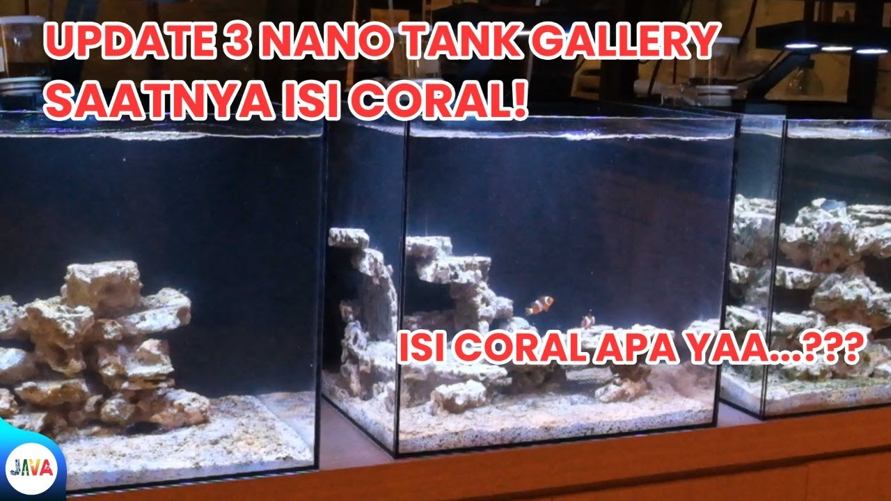 MASUKIN CORAL! - UPDATE 3 AQUARIUM NANO