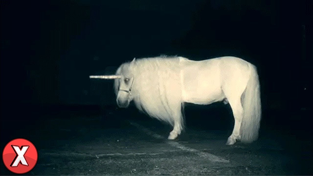 9 UNIC&Oacute;RNIOS DA VIDA REAL Capturados em C&acirc;mera