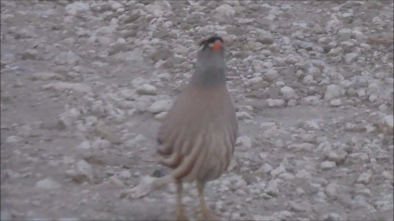 See-see partridge