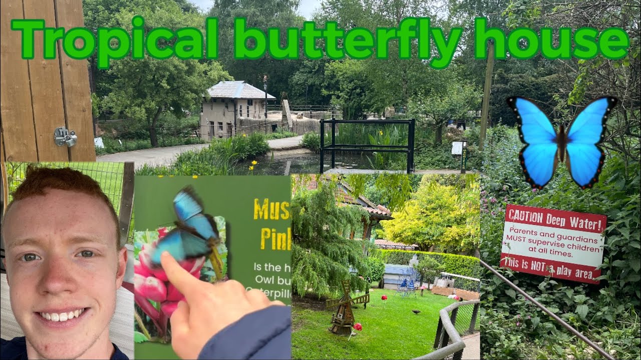 Tropical butterfly house 🦋