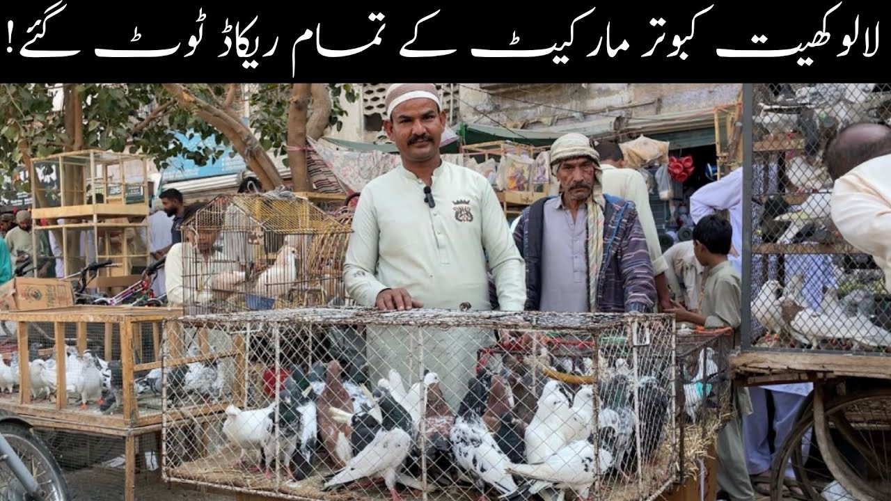 Lalukhet Sunday Kabootar Market Karachi Latest Update 16-2-2025 in Urdu/Hindi