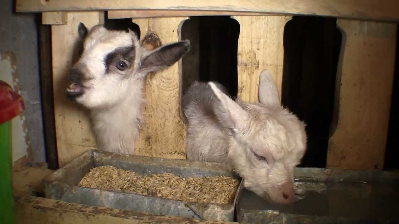 Козы в ЛПХ Дядя Фёдор