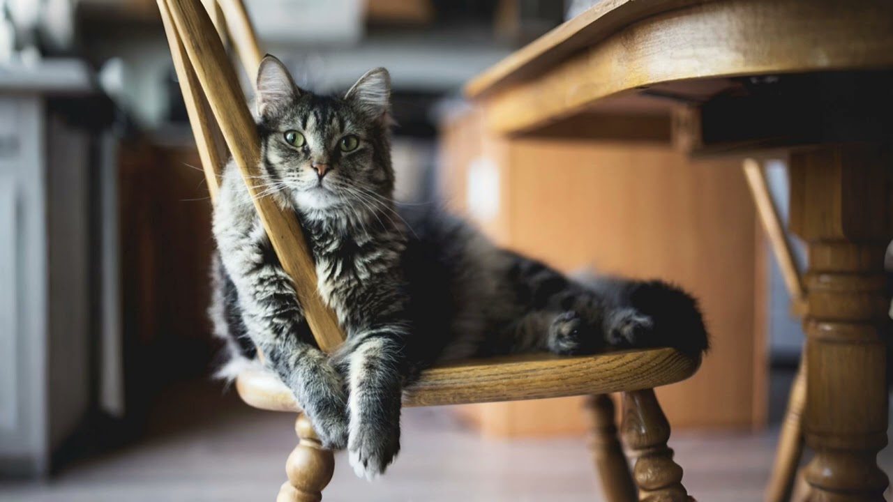 Chill Lo-Fi with a Cozy Cat 🎶 | Background Music for Work, Study, Relax & Sleep