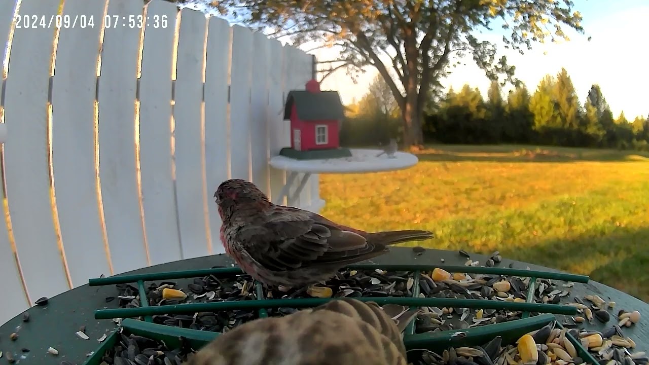 Birds.                 #UnBrokenFoundation #HealingPTSD #WatchingNature #Healingthroughnature 191