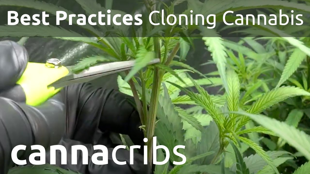How To Cloning Cannabis Best Practices - CannaCribs R&D