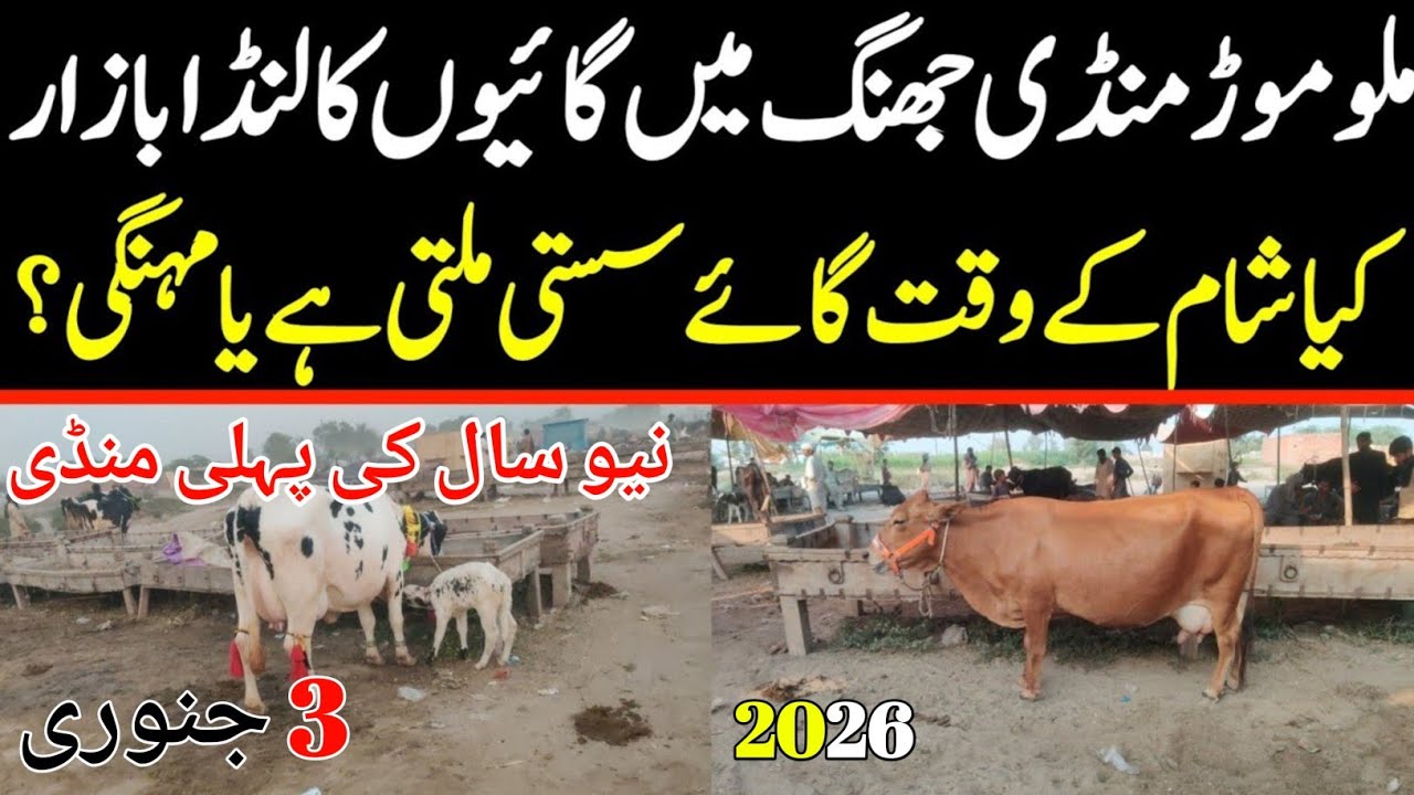 Today Malumor Mandi Jhang Update | Cows Fresh Rates Update | Cow Mandi 2026