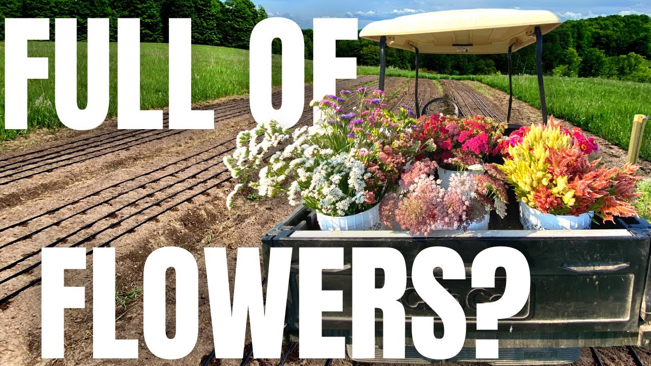 a peaceful morning harvesting flowers- flower farming