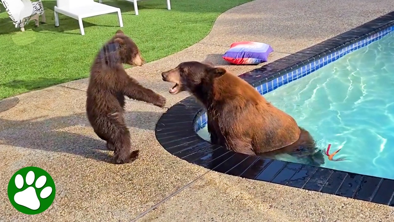 Realizing a Bear Family Lives In Our New House