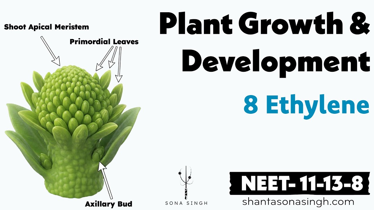 Ethylene | Plant Growth & Development 8 | NCERT Mapped NEET Biology