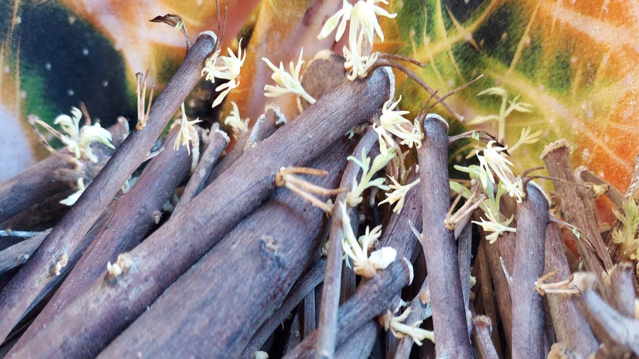 طريقة تكاثر شجرة كف مريم من البذور والعقل , Vitex agnus castus