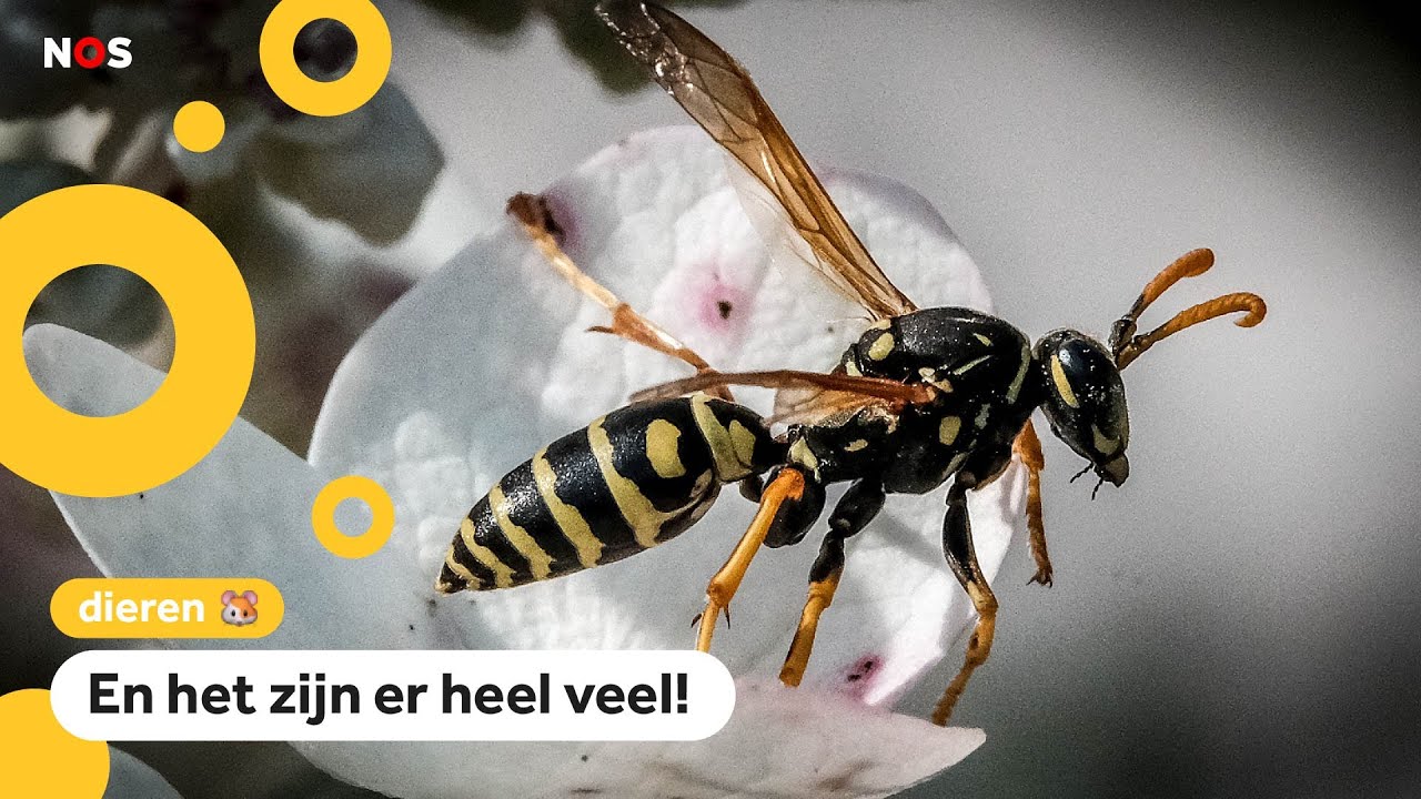 Bzz! Wespen zijn vroeg dit jaar