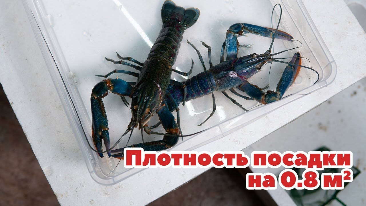 Плотность посадки Австралийского рака на 0,8 квм