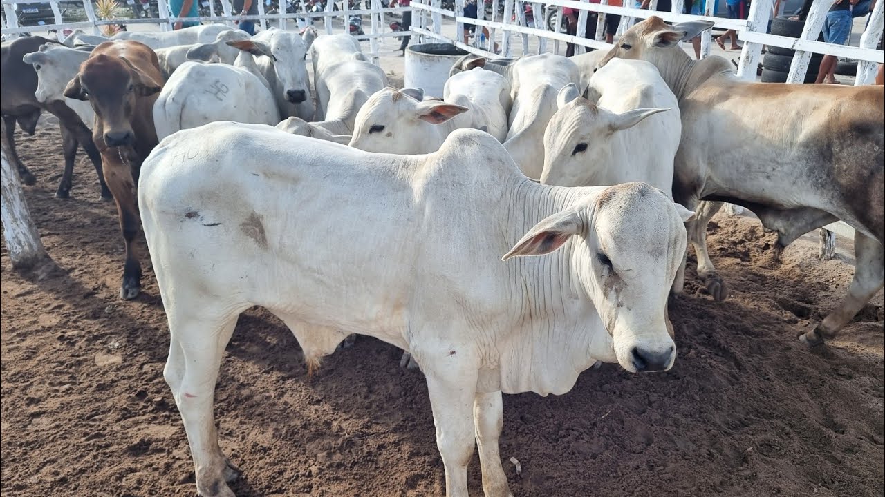 Feira de gado em jupi-Pe 01-02-2026 muito gado 