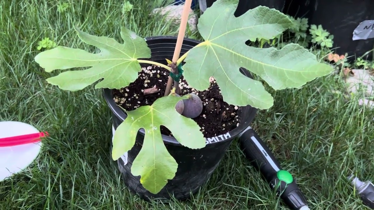 Tasting The Smith Fig Tree