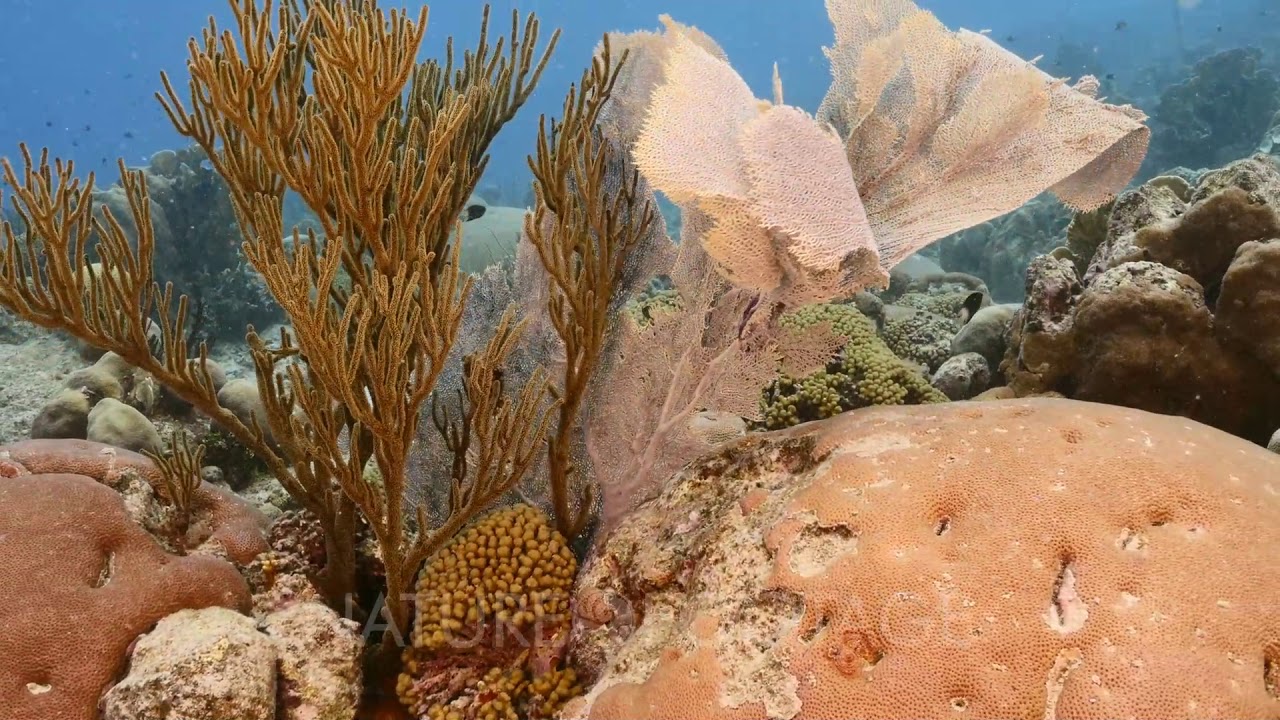 Seascape in coral reef of Caribbean Sea / Curacao with Sea Fan/Gorgonian Coral, fish, coral and s...