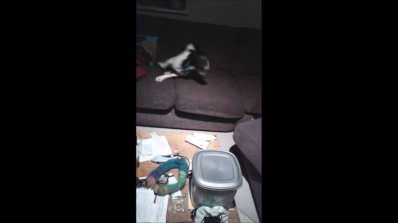 Captain the splurcher goes bonkers