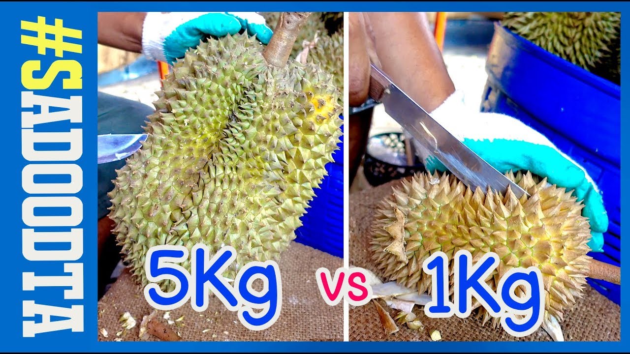 ทุเรียนลูกใหญ่ 5กิโล vs ทุเรียนลูกเล็ก 1กิโล ซื้อทุเรียนแบบไหนคุ้ม | sadoodta