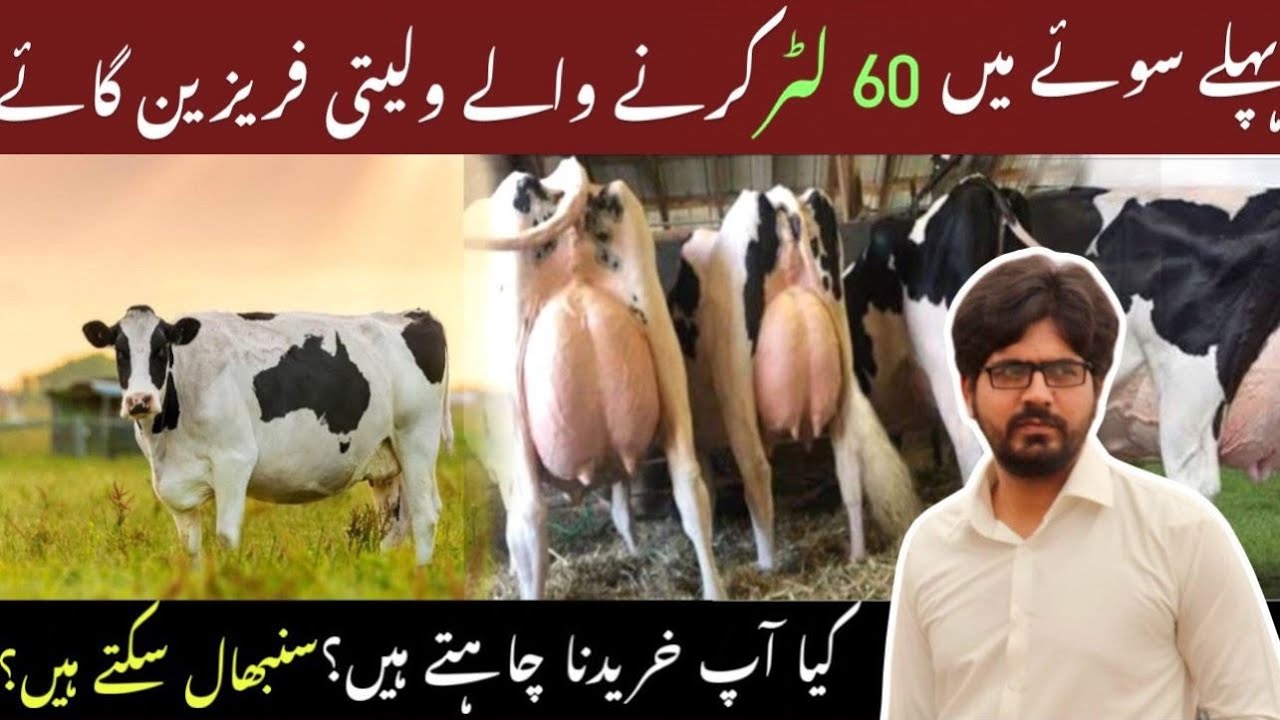 60 Liter Plus Holstein Friesien cows for Pakistani farmers II Dr. Muzzammil Hassan
