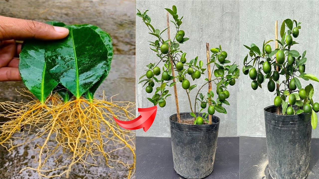 Super-fast lemon growing technique / just use a sugar stimulant