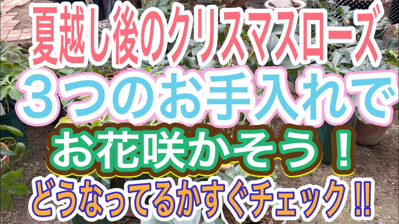 【ガーデニング】【クリスマスローズ】放置しかけてた💦夏越ししたクリロー💦避暑地から帰還させて状態をチェック！やるべき秋の作業取りかかります！【秋のお手入れ】