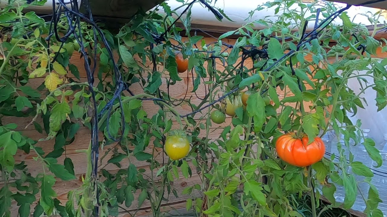 18.11.20 - Tomates d'automne