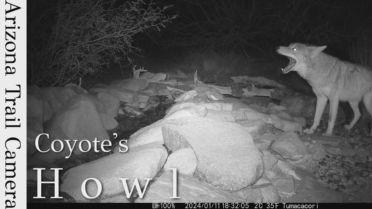 Arizona Trail Camera:  Coyote's Howl