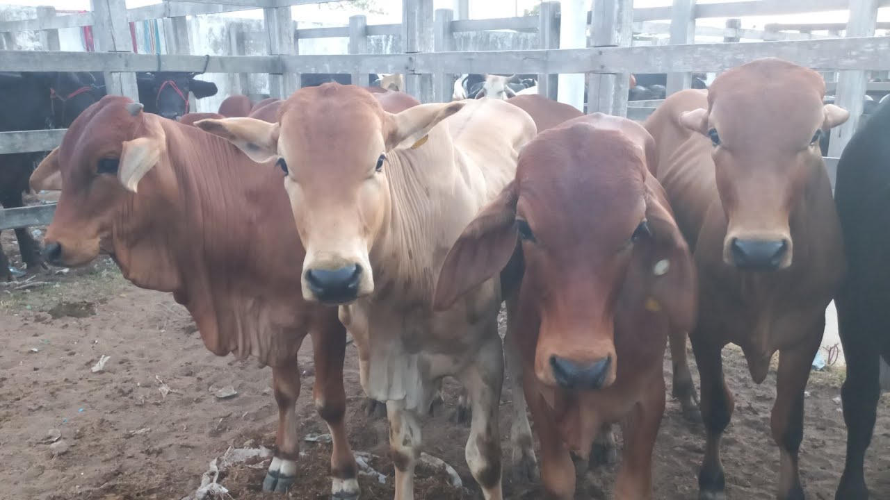 Bizerrada no preço na feira de Dois Riachos Alagoas 18/03/26# nordeste 