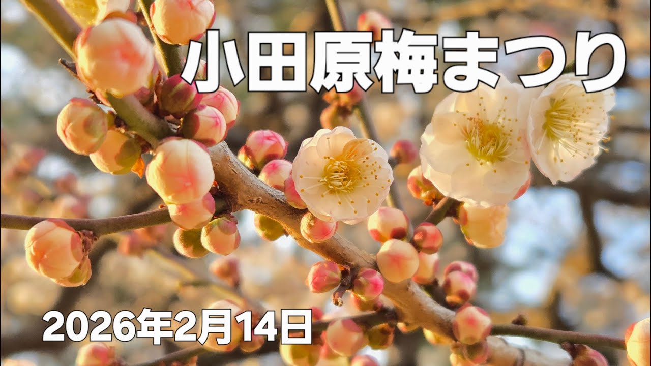 第5６回小田原梅まつり 約250本の梅が咲く(2026年2月14日)