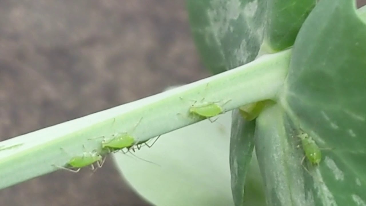 Canola School: When to worry about aphids
