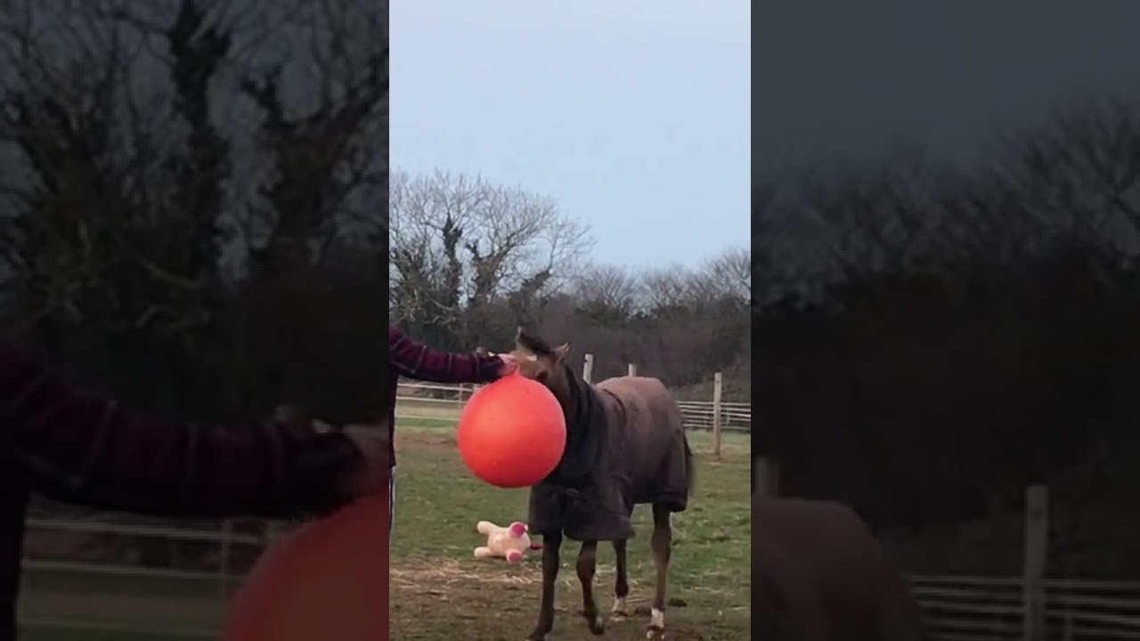 Can I swap you my Unicorn for your Spacehopper