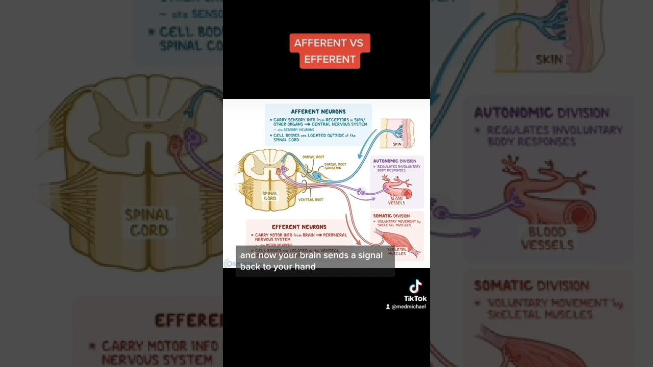 AFFERENT VS EFFERENT (MCAT)