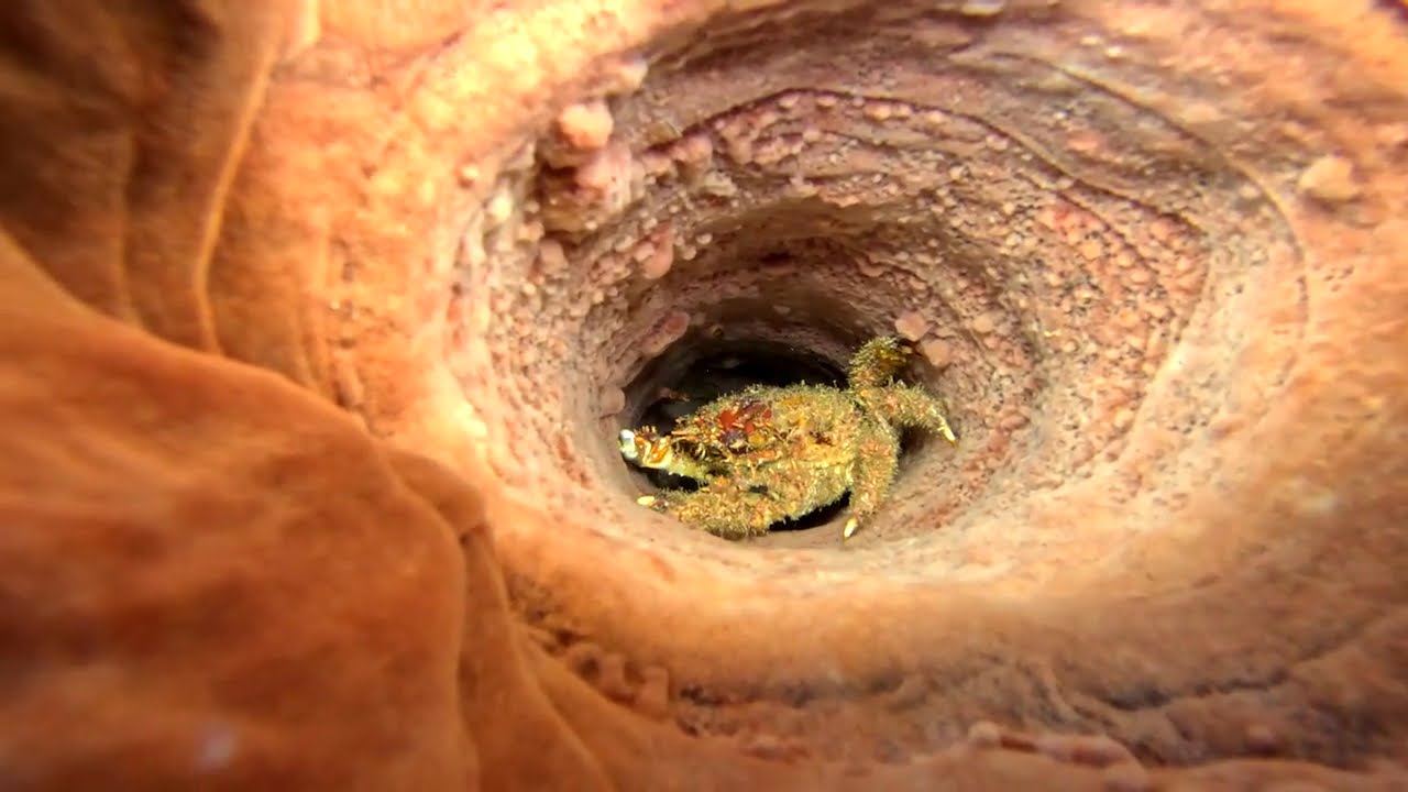 Plongée sur la grotte aux couleurs avec Didier !