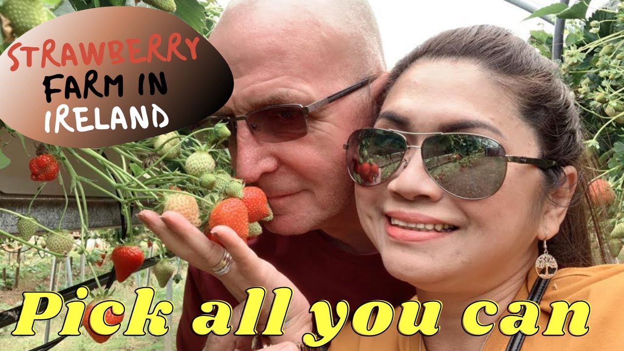 STRAWBERRY PICKING IN IRELAND | FamiLee Travel