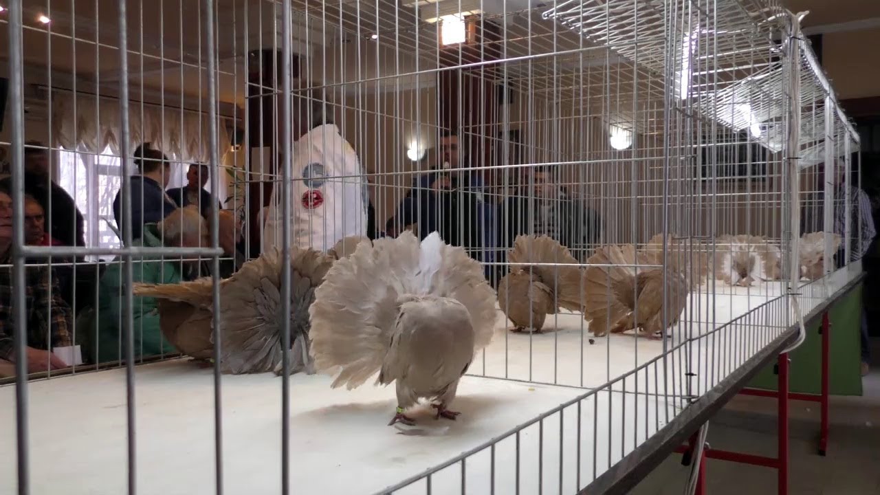 LEPEZANI NOVI SAD 2017.