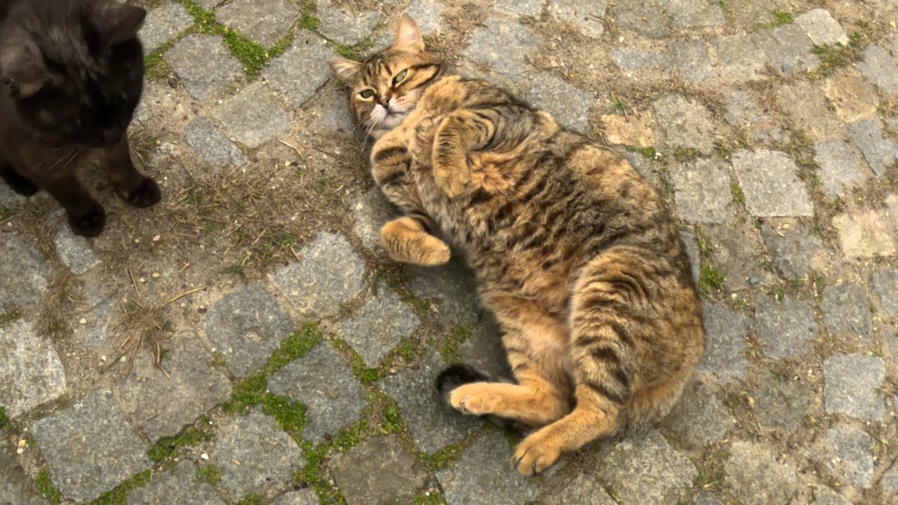 Relax cat at the cat park shows her belly to get belly rubs