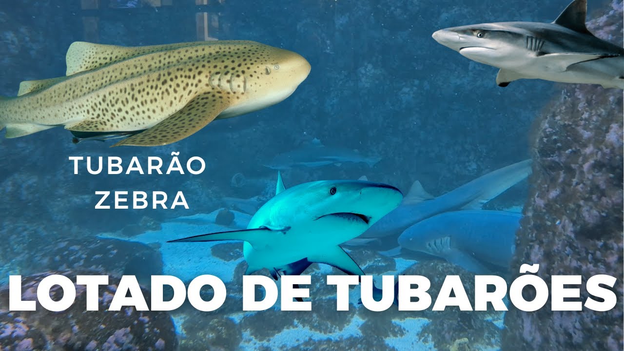 Incrível ! Um Aquário Marinho com diversos Tubarões !