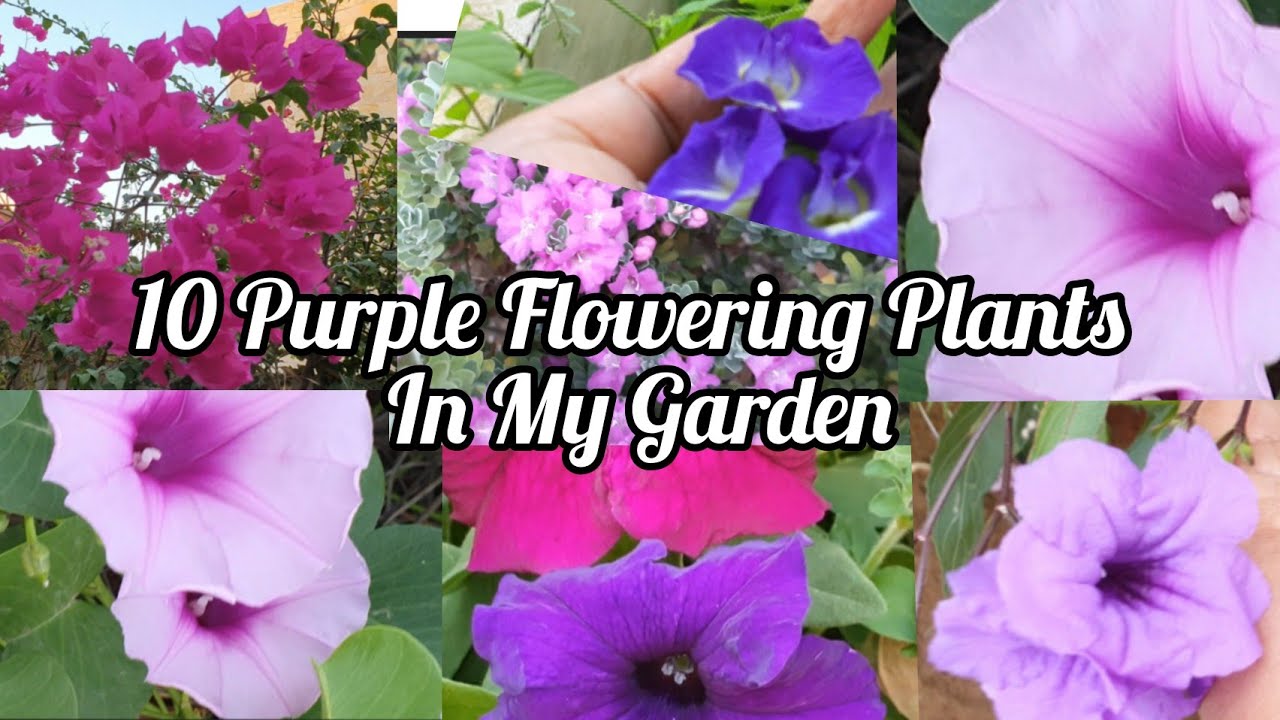 10 Purple Flowering Plants In My Garden / Purple Colour Flowers Name / baingni rang ke phool