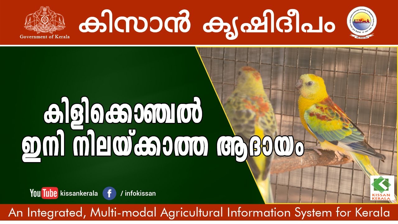 Stunning parrots of Kerala.. A tale of ornamental bird farming of Sri. Deepak, Kayamkulam
