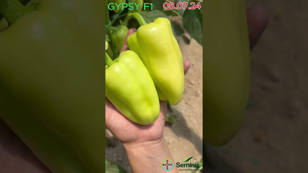 GYPSY F1 - super erta pishar shirin bulg&rsquo;or qalampiri. #pomidor #tomato #seminis #rouja #gypsy