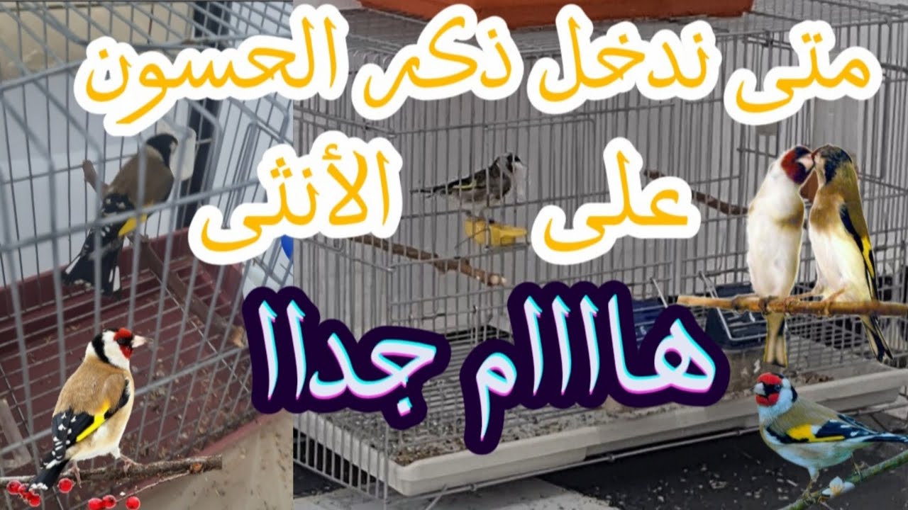 متى ندخل ذكر الحسون مع الأنثى في قفص التزاوج | هام جدا لنجاح عملية التزاوج #birds #الحسون #طيور